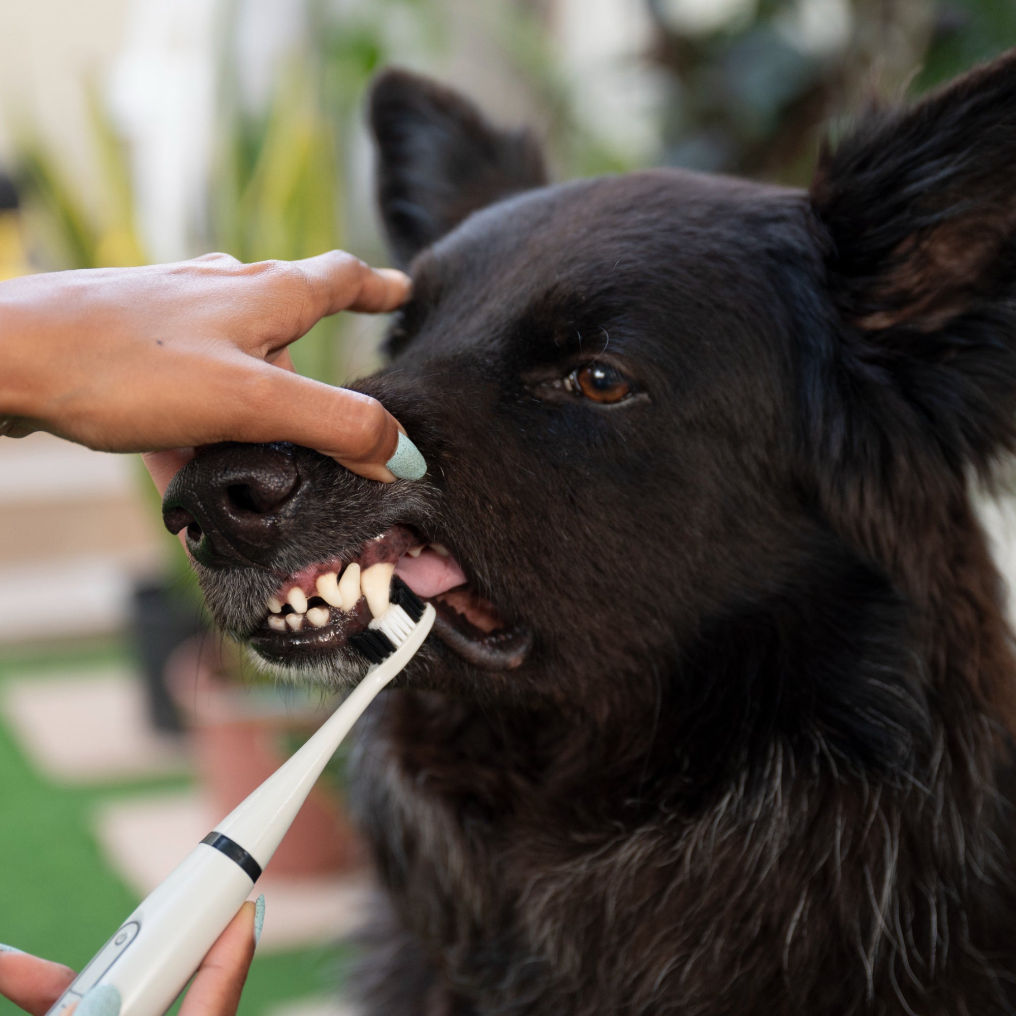 HundeSmil™ - Giv din hund et sundt smil!