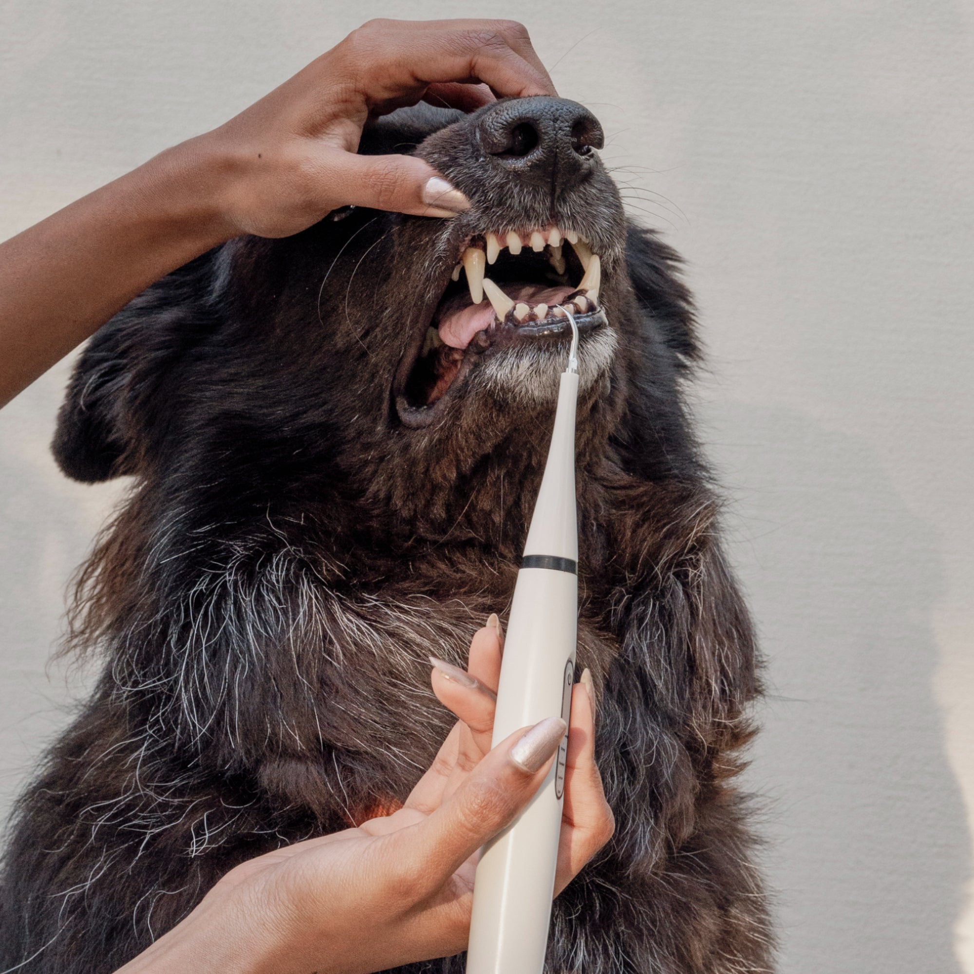 HundeSmil™ - Giv din hund et sundt smil!